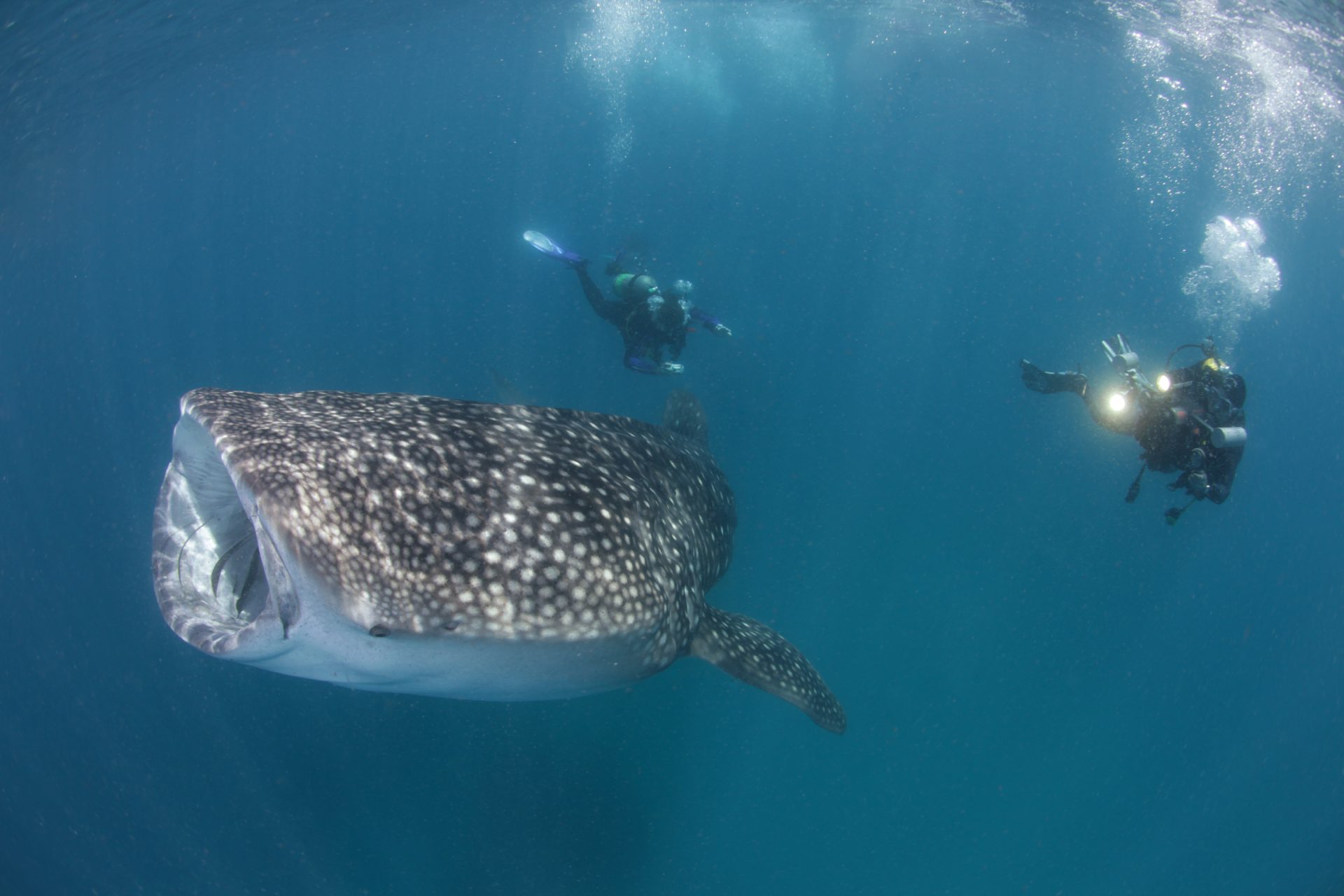 (English) DIVE WITH WHALE SHARKS OceanTravelAsia