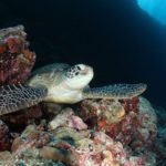 DOLPHIN AND TURTLE SNORKELING