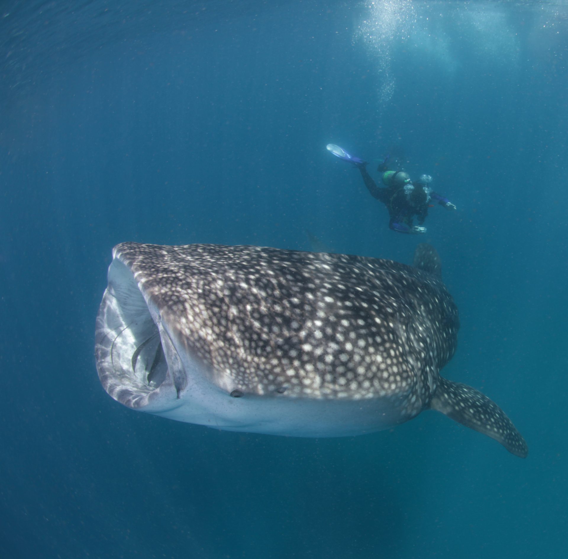 DIVE WITH WHALE SHARKS | Ocean Group