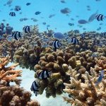 Ocean Conservation at Conrad Maldives Rangali Island