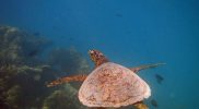 Hawksbill-Turtle-Coral-Garden