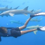 NURSE SHARK SNORKELING